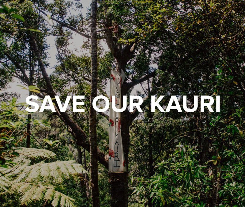 Save Our Kauri Trust – Video and Photography